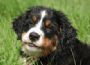 F�r viele Menschen sind Hunde eine Bereicherung die ganze Familie. Bild: wenige Monate alter Berner Sennenhund  